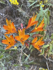 Alstroemeria ligtu simsii