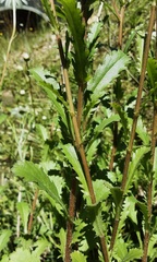 Leucanthemum vulgare