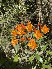 Alstroemeria ligtu simsii