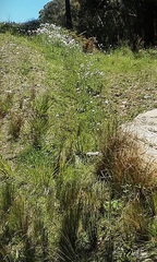 Leucanthemum vulgare