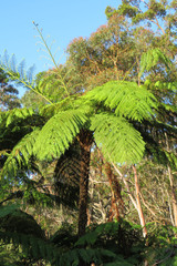 Cyathea
