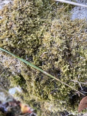 Ctenidium molluscum