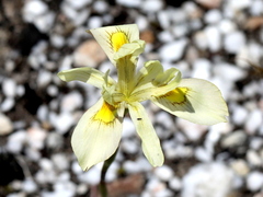 Moraea angusta