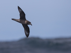 Pterodroma solandri