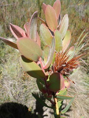 Protea aurea aurea