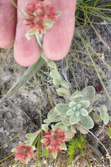 Helichrysum spiralepis