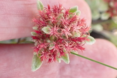 Helichrysum spiralepis
