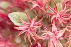 Helichrysum spiralepis