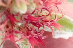 Helichrysum spiralepis