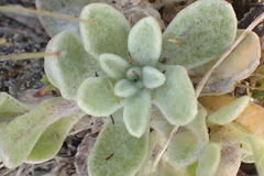 Helichrysum spiralepis