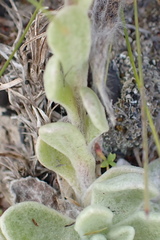 Helichrysum spiralepis