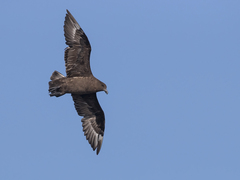 Stercorarius antarcticus