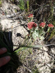 Helichrysum spiralepis
