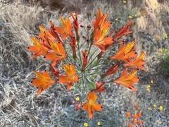 Alstroemeria ligtu simsii