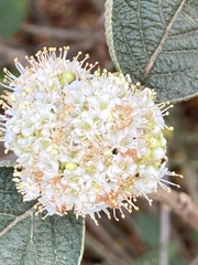 Viburnum rhytidophyllum