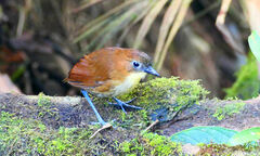 Grallaria flavotincta