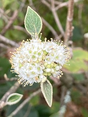 Viburnum rhytidophyllum
