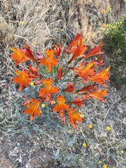 Alstroemeria ligtu simsii