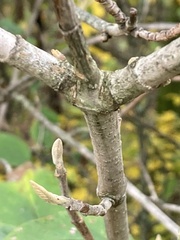 Viburnum rhytidophyllum