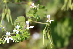 Pelargonium odoratissimum