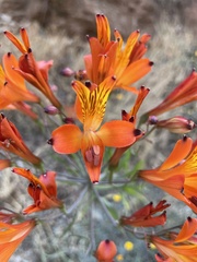 Alstroemeria ligtu simsii
