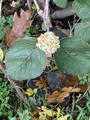 Viburnum rhytidophyllum