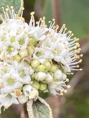 Viburnum rhytidophyllum