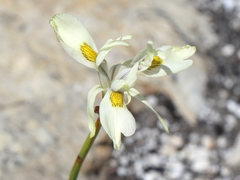 Moraea angusta