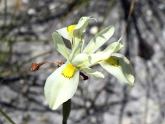 Moraea angusta
