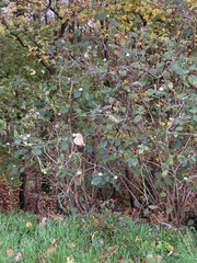 Viburnum rhytidophyllum