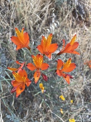 Alstroemeria ligtu simsii
