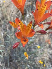 Alstroemeria ligtu simsii