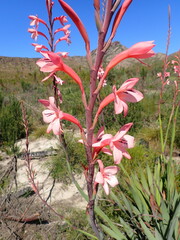 Watsonia