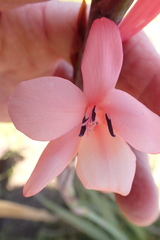 Watsonia