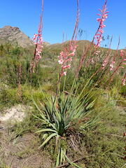 Watsonia