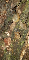 Auriculariales