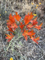 Alstroemeria ligtu simsii