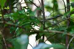 Dendrelaphis grandoculis