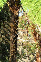 Cyathea