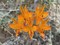 Alstroemeria ligtu simsii
