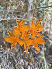 Alstroemeria ligtu simsii