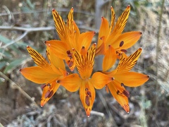 Alstroemeria ligtu simsii