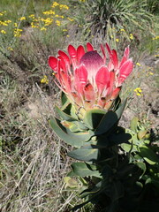 Protea eximia