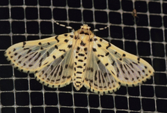 Polygrammodes lichyi