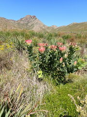 Protea eximia