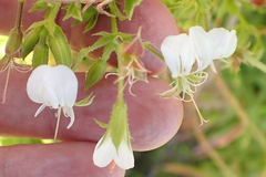 Pelargonium ribifolium