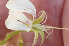 Pelargonium ribifolium