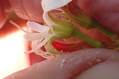 Pelargonium ribifolium