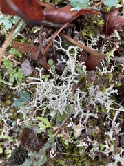 Cladonia rangiformis