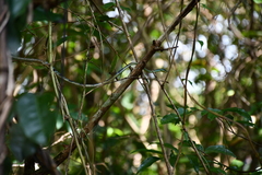 Dendrelaphis grandoculis